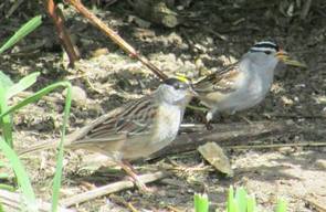 Golden-crowned and White-crowned sparrows